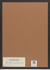 Navicula campylodiscus Grun. (de-Toni-Nr.: Genus 1, Species 324) Zeichnungen Sammlung Grunow Mappe 00276 (Herbarium_W_Grunow_drawings_Folder_00276)
